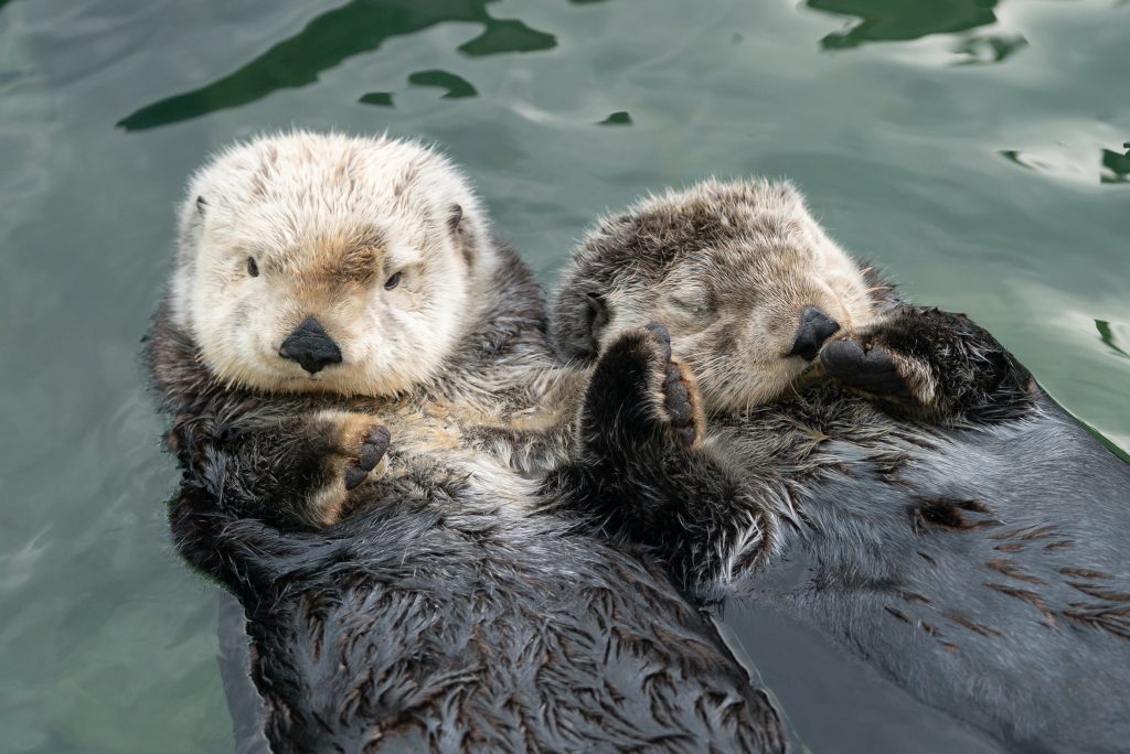 Best buddies: Vancouver Aquarium shares footage of sea otters 'rafting'