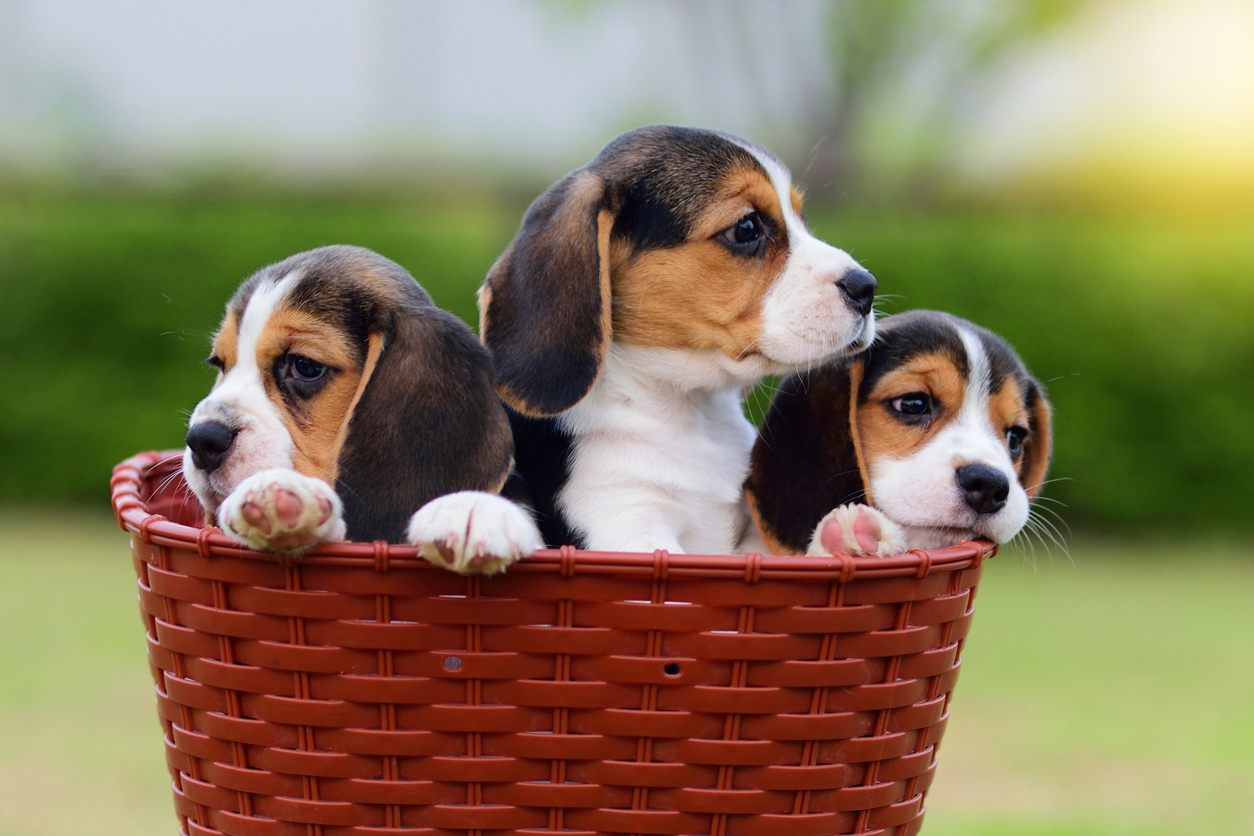 Victims Lose Hundreds In Beagle Puppy Scam Bbb News 1130